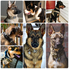 Heavy-Duty Tactical Dog Collar – Durable, Secure & Comfortable